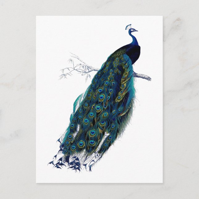 The Peacock Collection Postcard (Front)