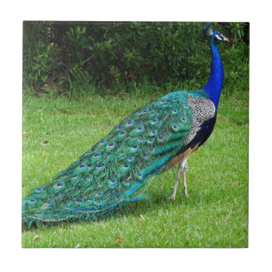 The Peacock Dance Tile