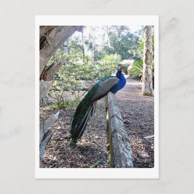 The Peacock Postcard (Front)