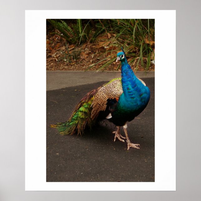 The Peacock Poster (Front)