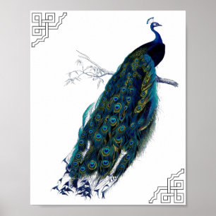 The Peacock Poster