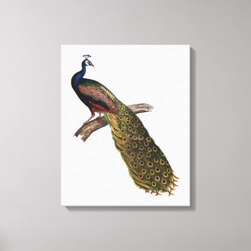 The Peacock Symbolism Canvas Print