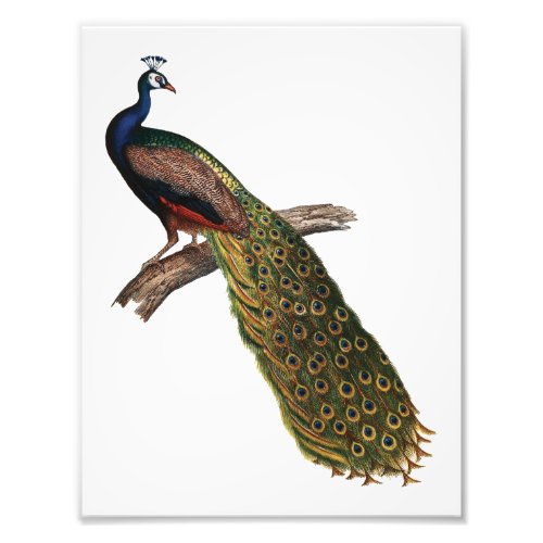 The Peacock Symbolism Photo Print