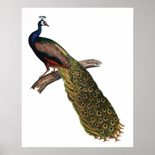 The Peacock Symbolism Poster