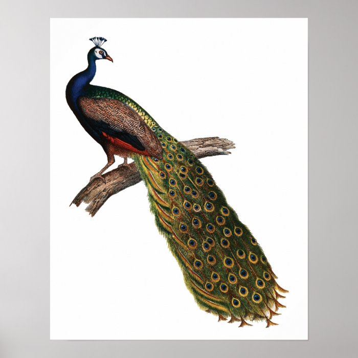 The Peacock Symbolism Print