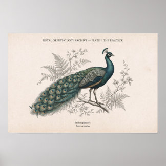The Peacock Vintage Victorian Peacock Poster
