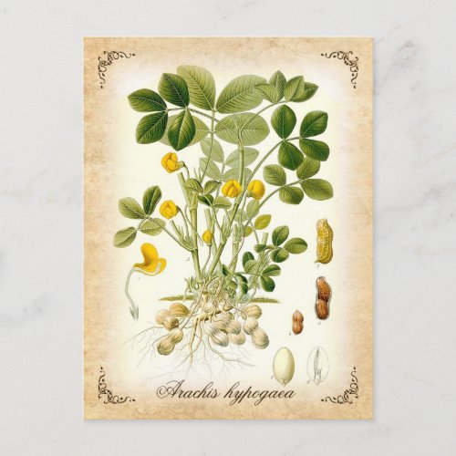 The peanut plant _ vintage illustration postcard