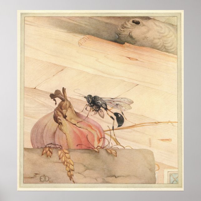 THE PELOPAEUS SPIRIFEX - Insect Book Illustration Poster (Front)