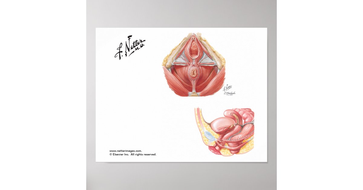 Pelvic floor of human male. Throw Pillow for Sale by