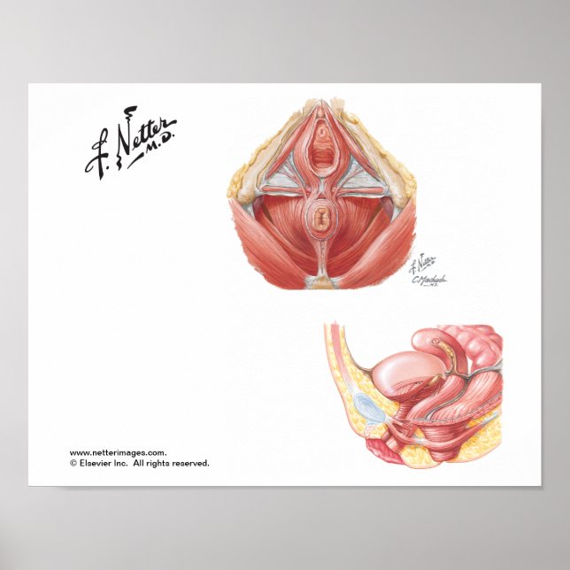 The Pelvic Floor Poster (Front)