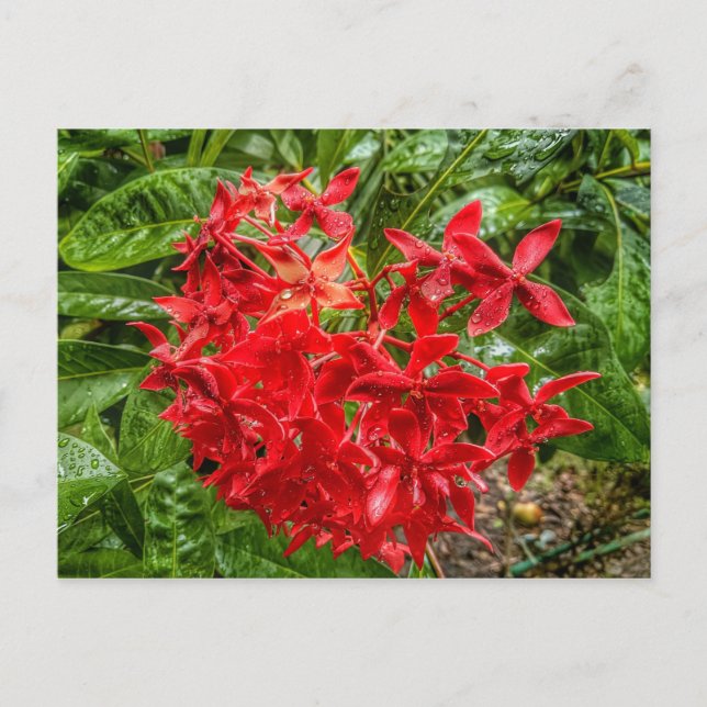 the Pentas Postcard (Front)