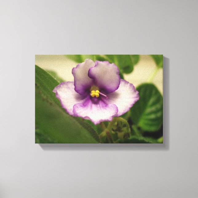 The Perfect Day Lily on Canvas Print (Front)