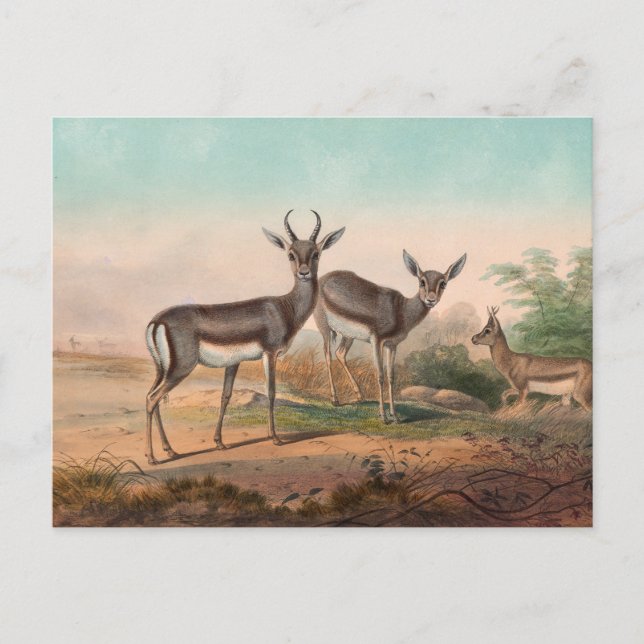 The Persian Gazelle by Joseph Wolf Postcard (Front)