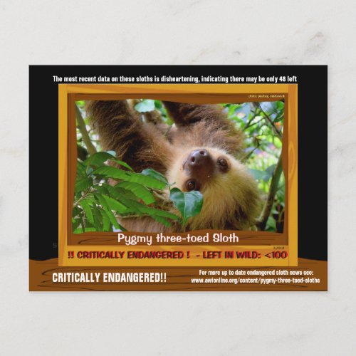The Pgymy ThreeToed Sloth is critically endangered Postcard
