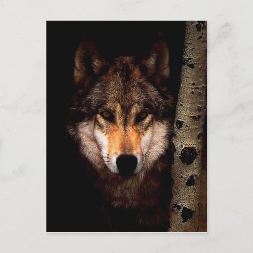 The Phantom Wolf Postcard