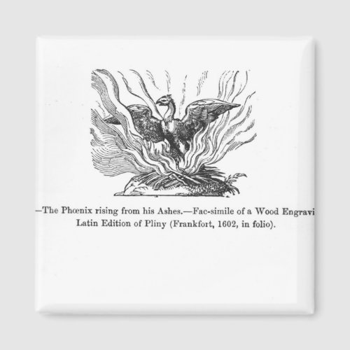 The Phoenix rising from his ashes Magnet