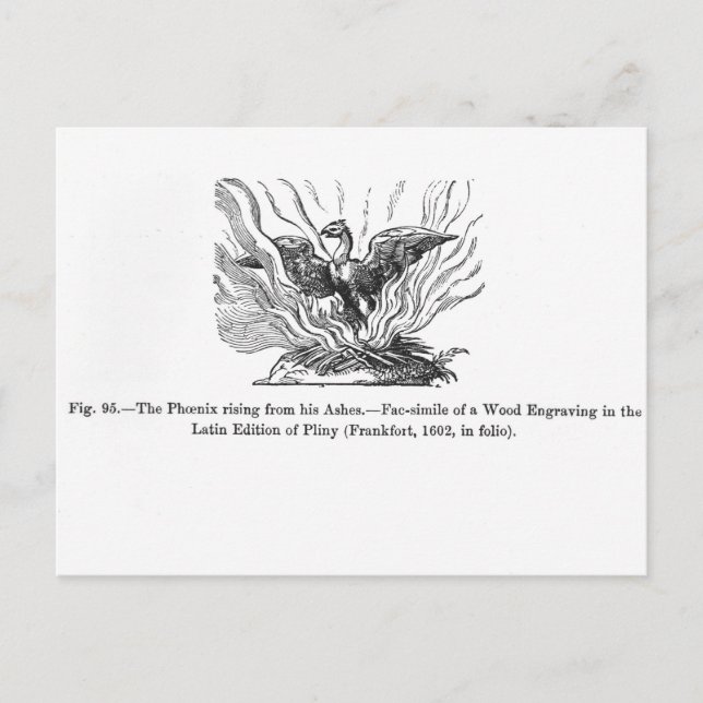 The Phoenix rising from his ashes Postcard (Front)