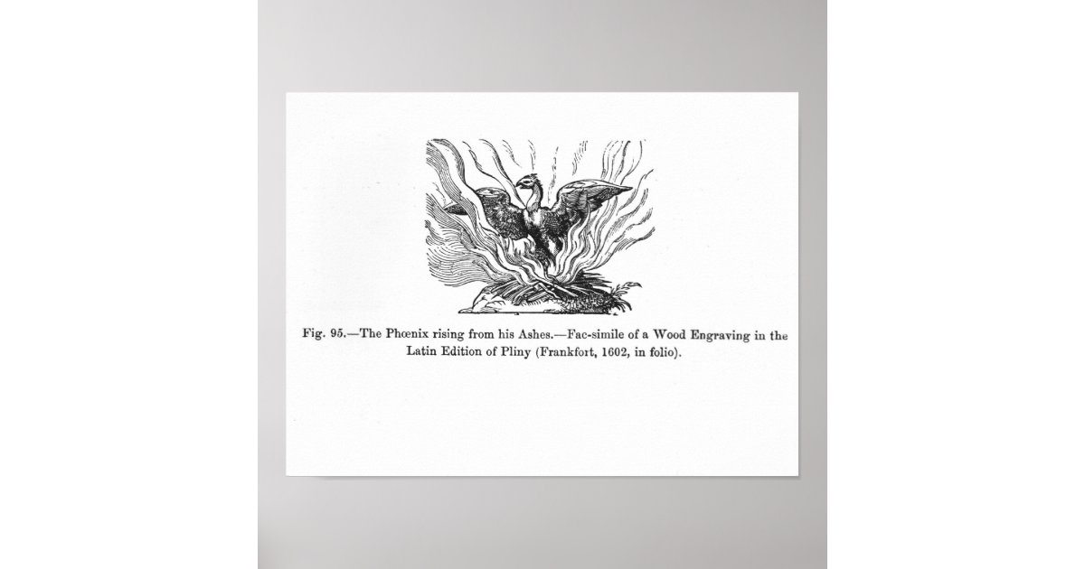The Phoenix Rising From His Ashes Poster Zazzle Com