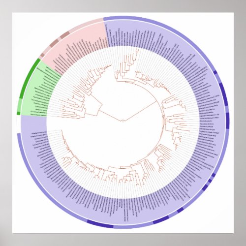 The Phylogenetic Tree of Life Circular Chart