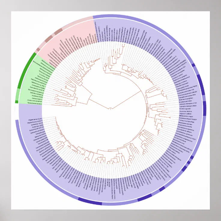 circular phylogenetic tree maker