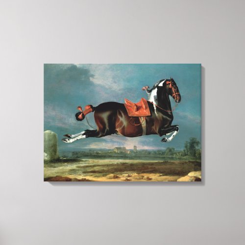 The piebald horse Cehero rearing Canvas Print