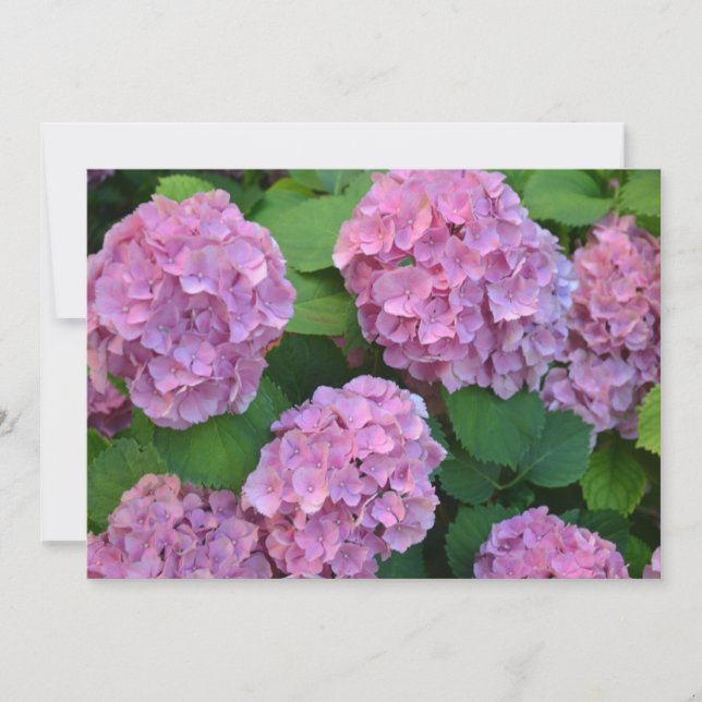The pink Hortensia hydrangea bush  Card (Front)