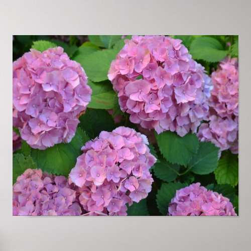 The pink Hortensia hydrangea bush   Poster