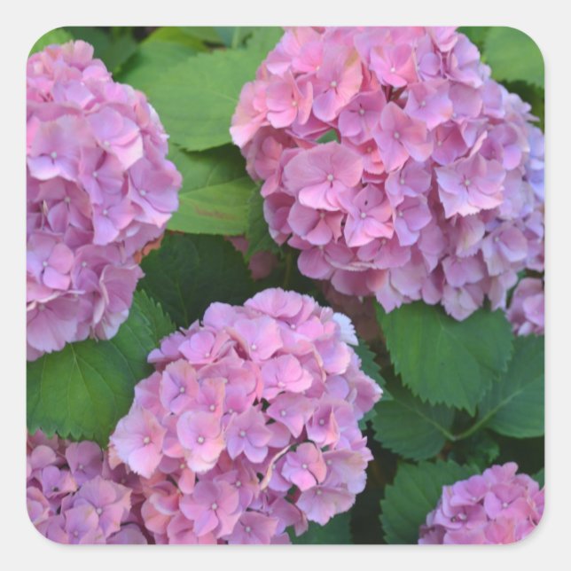 The pink Hortensia hydrangea bush   Square Sticker (Front)