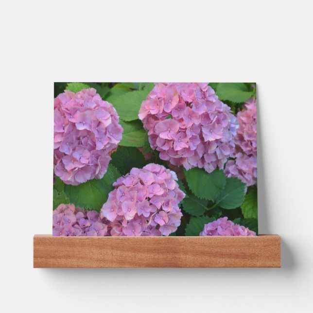 The pink Hortensia hydrangea Flowers  Picture Ledge (Front)