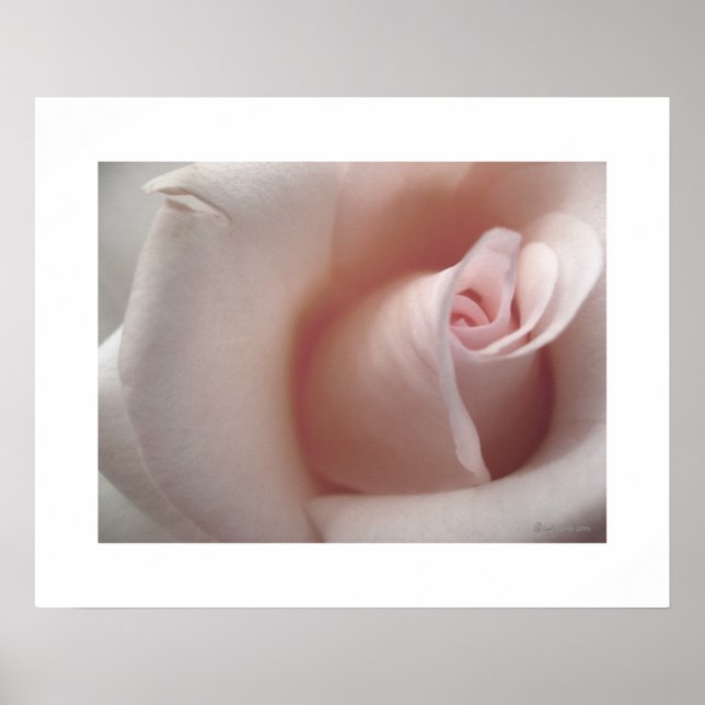 The Pink Rose Poster (Front)