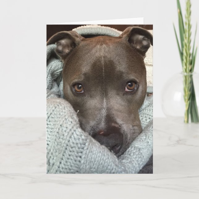 The Pitbull- Ferocious? I think not.. Card (Front)