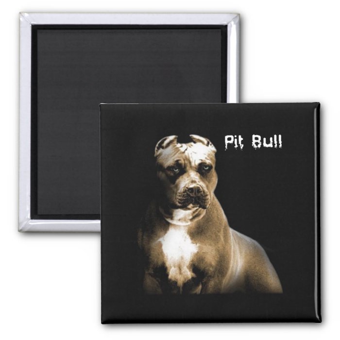 The PITbull Magnet