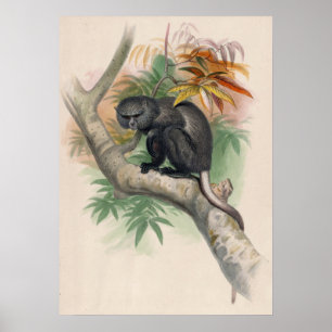 The Pluto Monkey by Joseph Wolf Poster