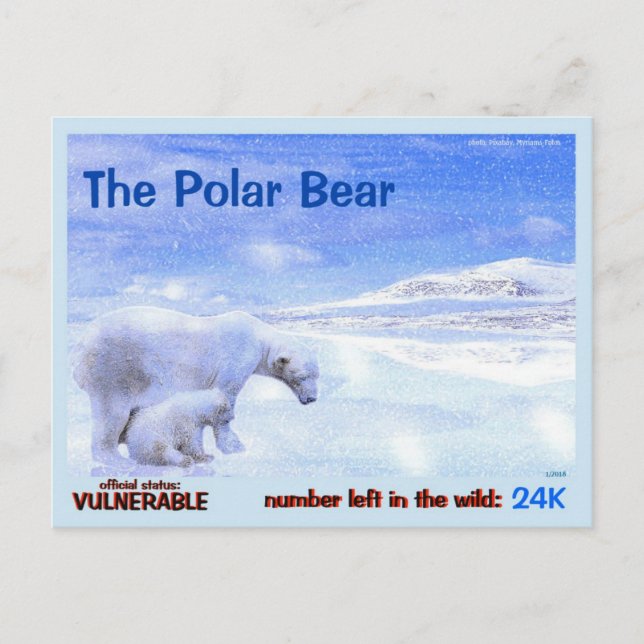 The Polar Bear is an Endangered Animal - here, a - Postcard (Front)