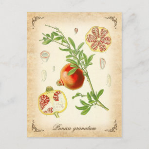 The pomegranate - vintage illustration postcard