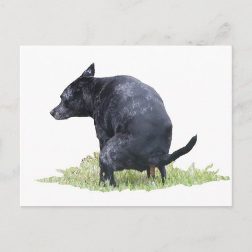 The Pooping Dog Ponders Postcard