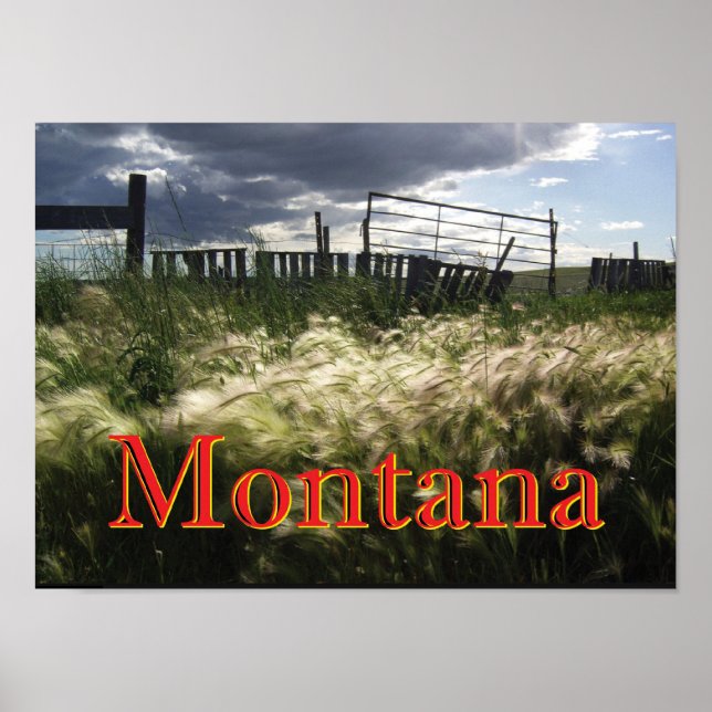 The Prairie Grasses of Montana Custom Print (Front)