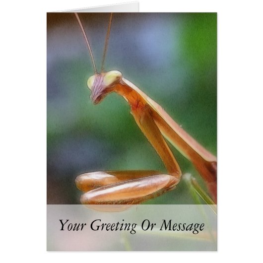 The Praying Mantis Cards (Front)