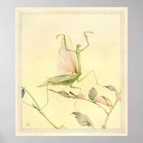 THE PRAYING MANTIS _ Insect Book Illustration Poster