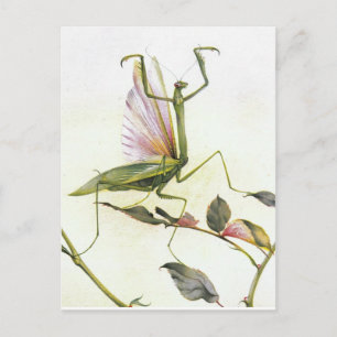 THE PRAYING MANTIS POSTCARD