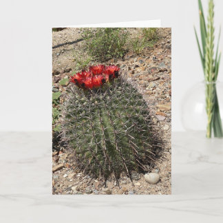 The Pretty Cactus 🌵 Card