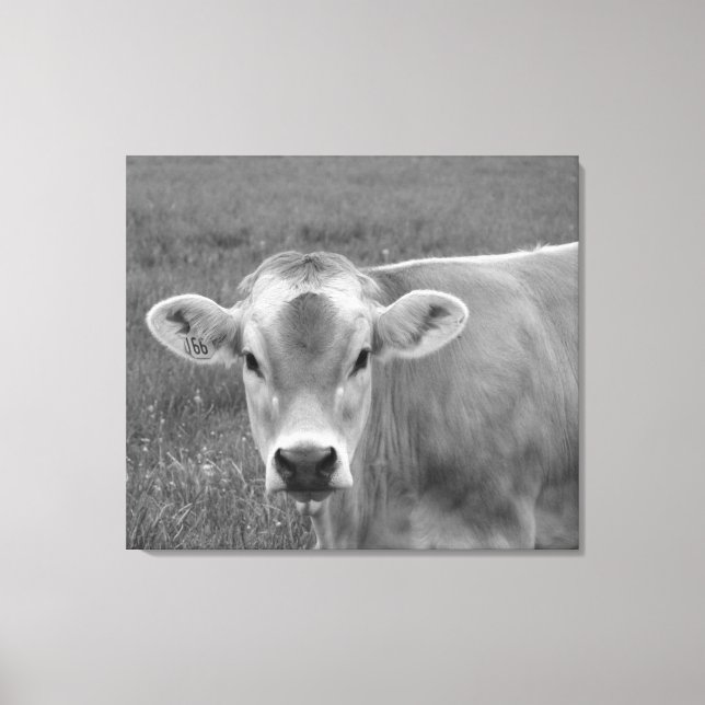The Pretty Jersey Cow Portrait  Canvas Print (Front)