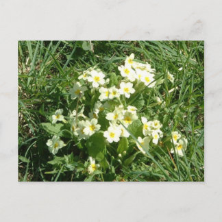The Primroses Postcard