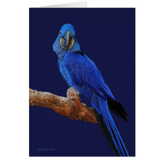 The Prince of Parrots Cards (Front)