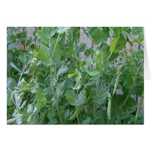 The Princess and the Pea (Front Horizontal)