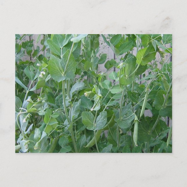 The Princess and the Pea Postcard (Front)