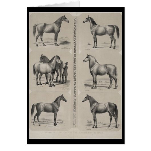The Principal breeds of horses in use Cards (Front)