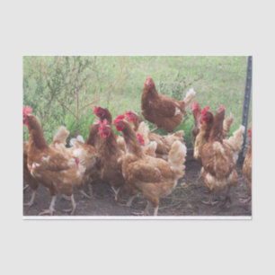 The Procession (of Chickens) Tissue Paper