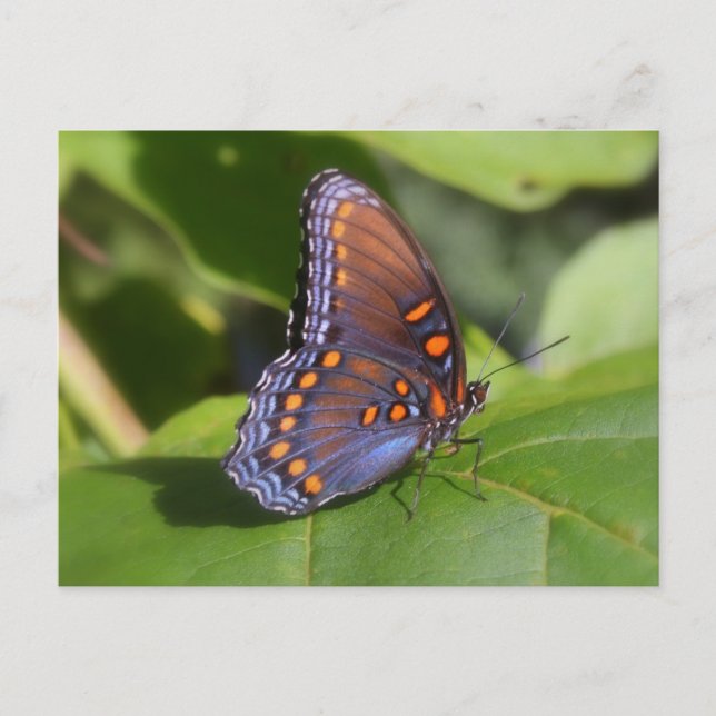 "The Proud One" Butterfly Photography Postcard (Front)