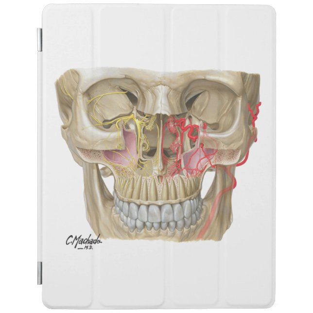The Pterygopalatine Fossa iPad Smart Cover (Front)